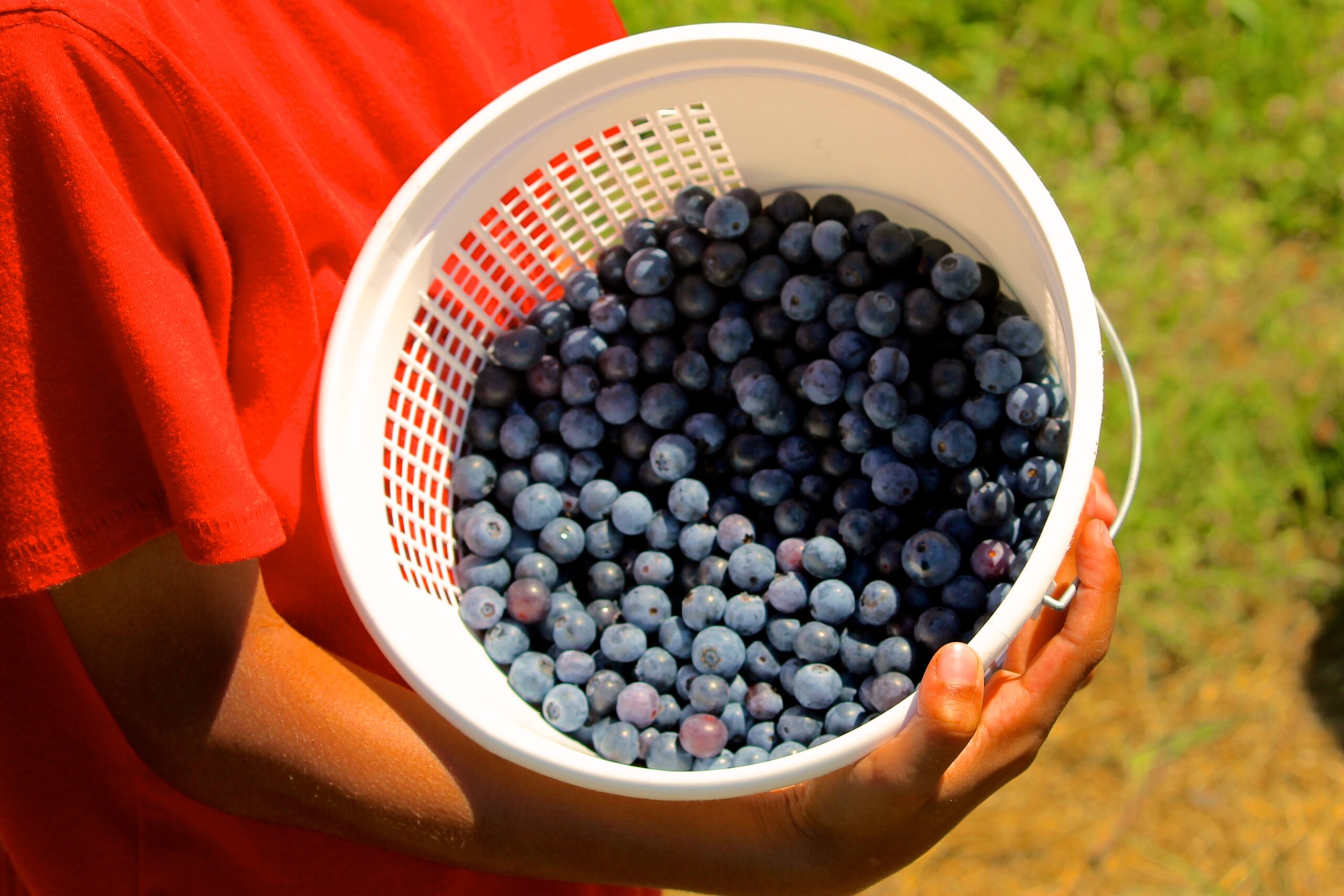 Blueberries.